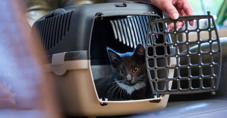 Über einen Futtertrick kann man die Katze mit der Transportbox anfreunden - das sollte allerdings schon einige Tage vor dem Einsatz der Box geübt werden.