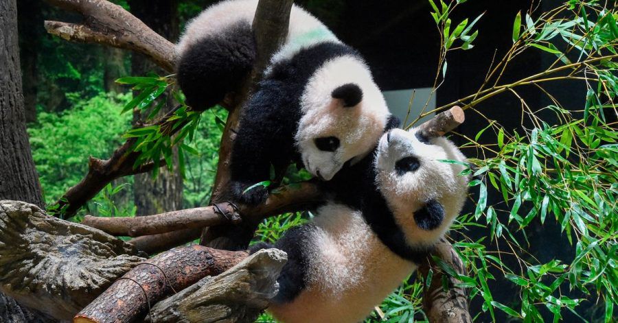 Auf diesem von der Tokyo Zoological Park Society zur Verfügung gestellten Foto sind die in Japan geborenen Zwillingspandas Xiao Xiao, oben, und Lei Lei, unten, zusammen im Ueno Zoo in Tokio zu sehen.