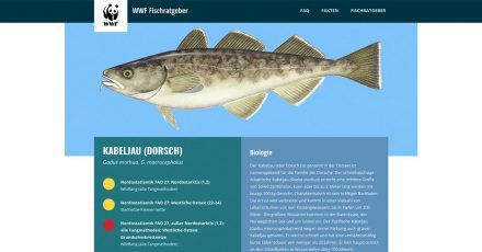 Der Kabeljau, in der Ostsee auch Dorsch genannt, wird im Fischratgeber des WWF fast überall als überfischt ausgewiesen.