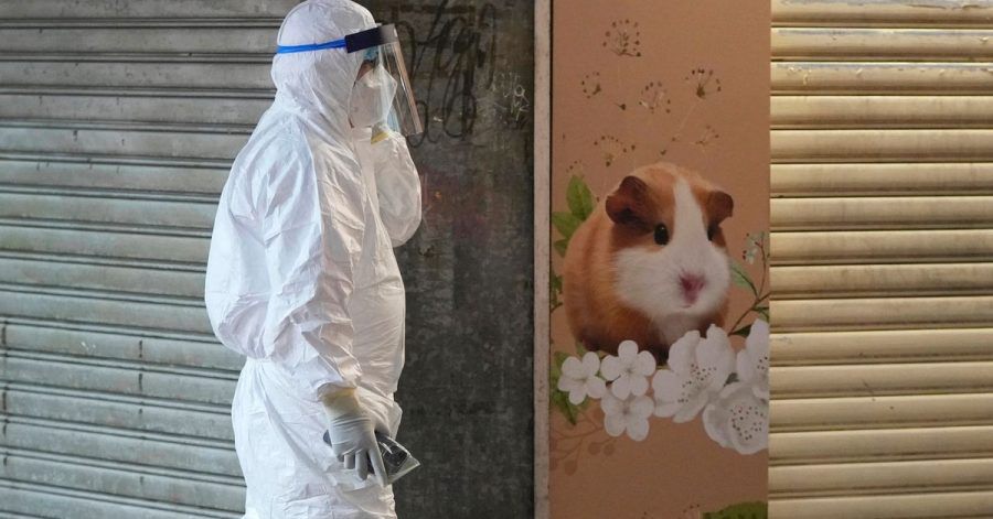 Im Zuge eines Corona-Ausbruchs haben die Behörden in Hongkong die Tötung von etwa 2000 Hamstern und anderen Kleintieren angeordnet.