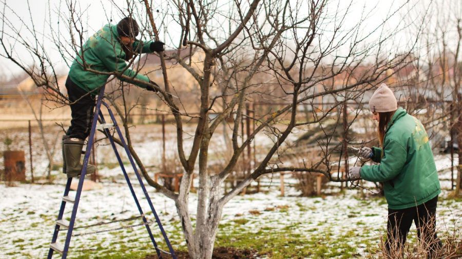 Im Garten gibt es auch während der Winterruhe genug zu tun. (ncz/spot)