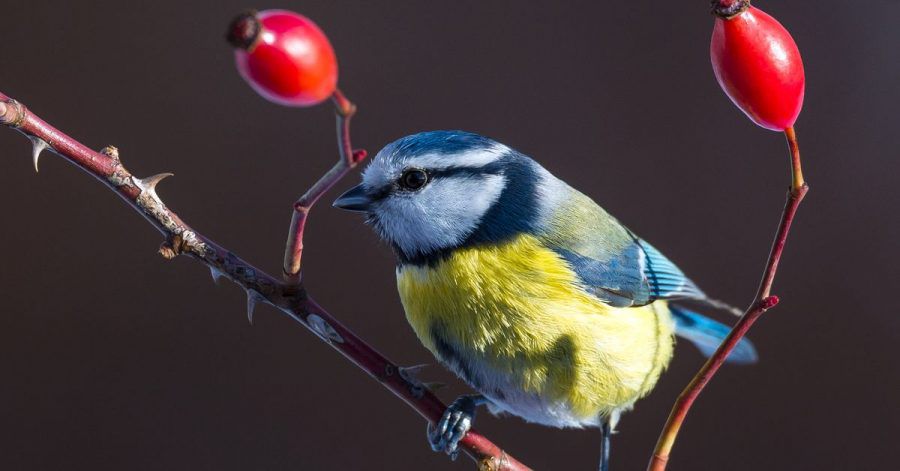 Es wird spannend, wie viele Blaumeisen bei der «Stunde der Wintervögel» am Futterhäuschen, im Garten, auf dem Balkon oder im Park gezählt werden.