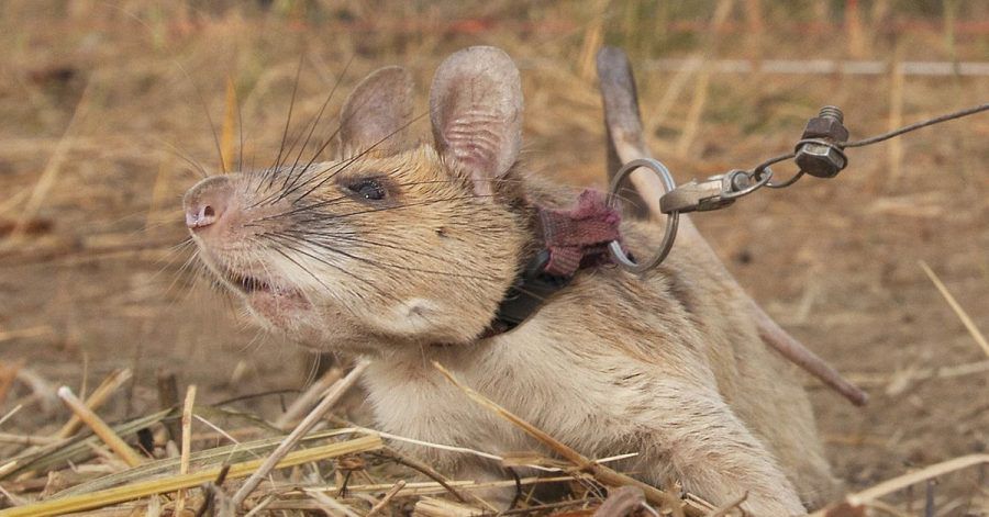Die kambodschanische Riesenhamsterratte Magawa ist tot.