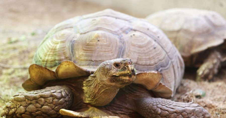 Die Schildkröte «Helmuth» kann wieder ohne Rollbrett durch das Schildkrötenhaus im Gelsenkirchener Zoo laufen.