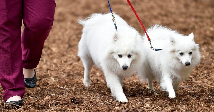 Wer als Hobby Hunde züchtet, verdient damit auch Geld. Ab einer bestimmten Grenze kann Umsatzsteuer fällig werden.