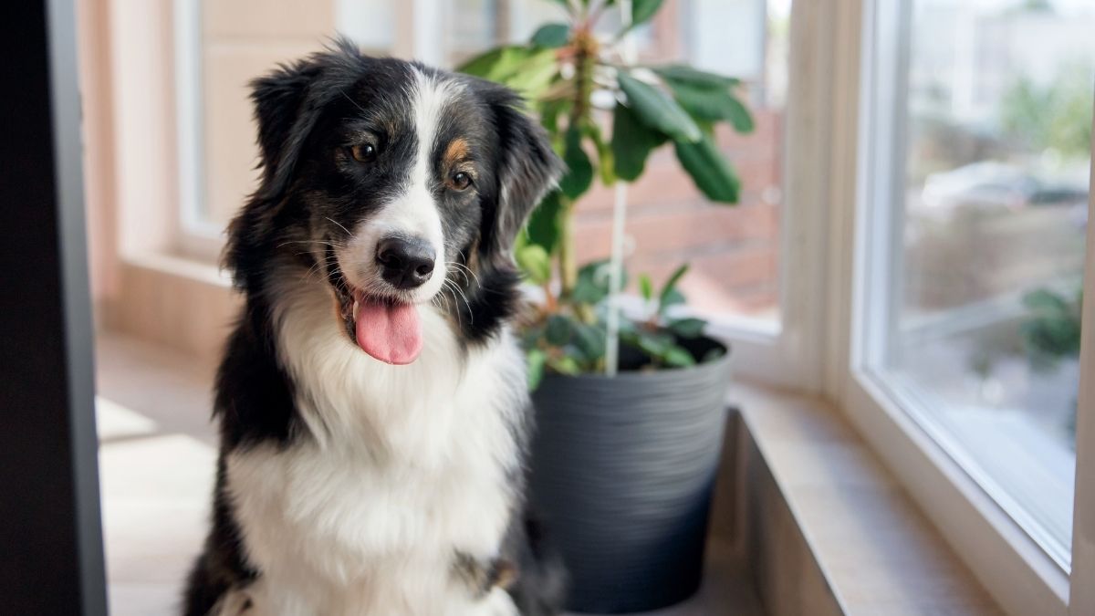 Ein Hund zieht ein