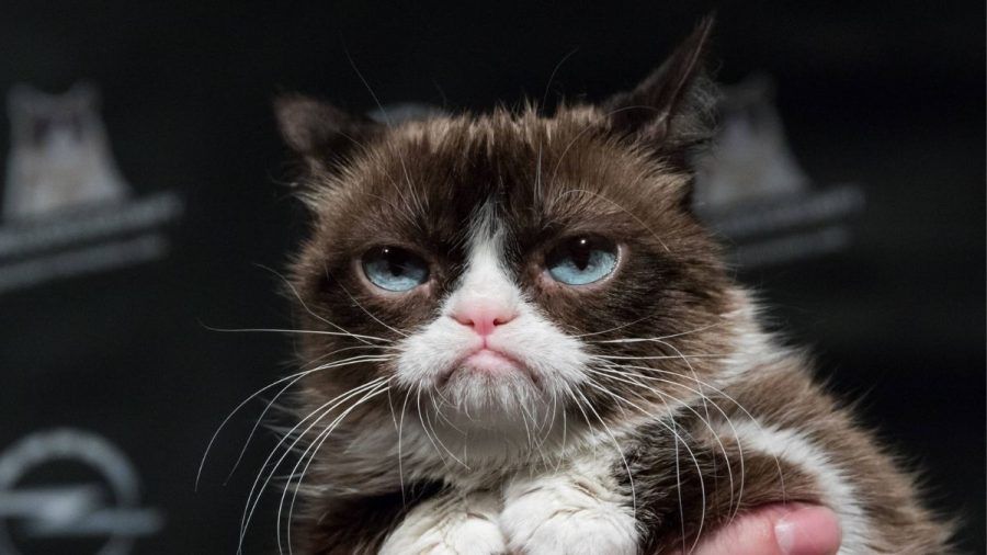 Die Rückkehr tierischer Stars wie Grumpy Cat bald möglich wegen dieser Firma?