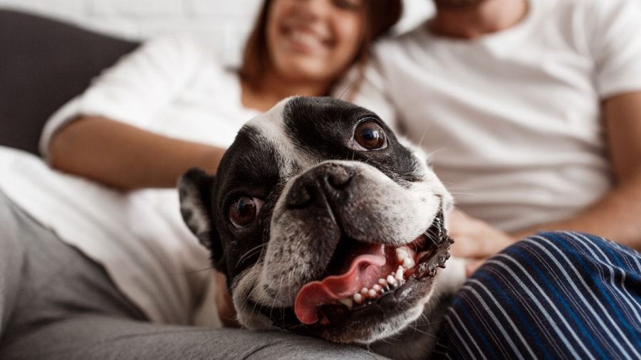 Ein Hund zieht ein