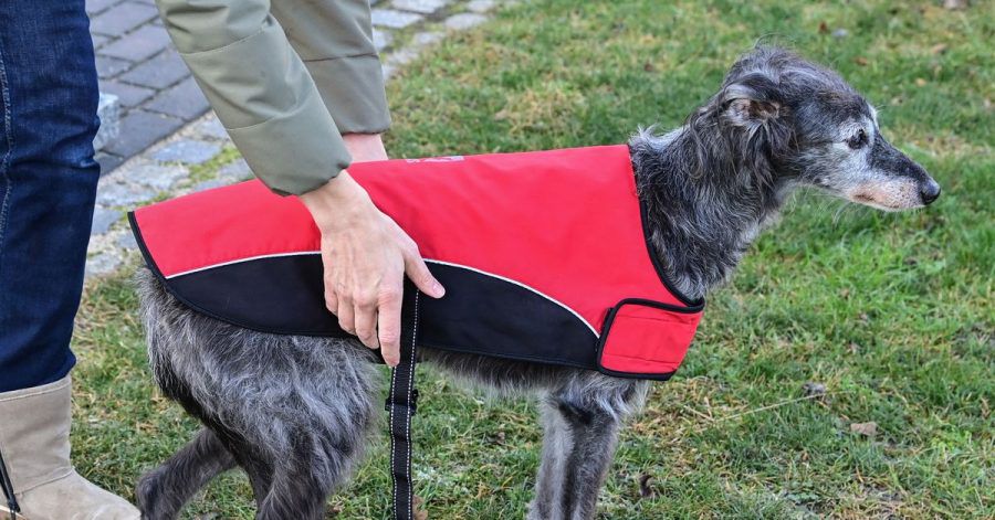 Einem Windhund wird ein Mantel angezogen. So eine Bekleidung ist nach Angaben von Tierschützern nur in Ausnahmefällen angebracht - etwa bei sehr alten oder kranken Hunden, Rassen mit wenig Unterwolle oder mit kurzem, lichtem Fell.