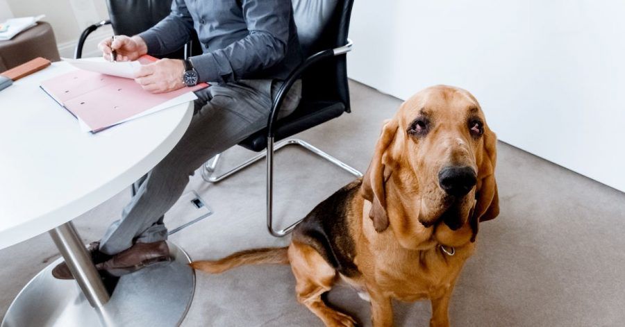 Nicht immer sind sie so brav: Hunde können erhebliche Schäden verursachen - und deshalb sollten ihre Halter gut versichert sein.