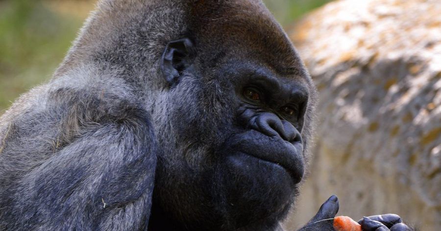 Ozzie, ein Westlicher Flachlandgorilla, wurde am 24. April 1961 in freier Wildbahn in Afrika geboren.
