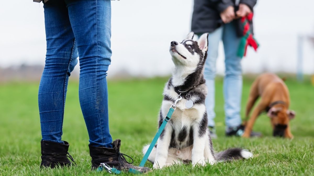 Ein Hund zieht ein
