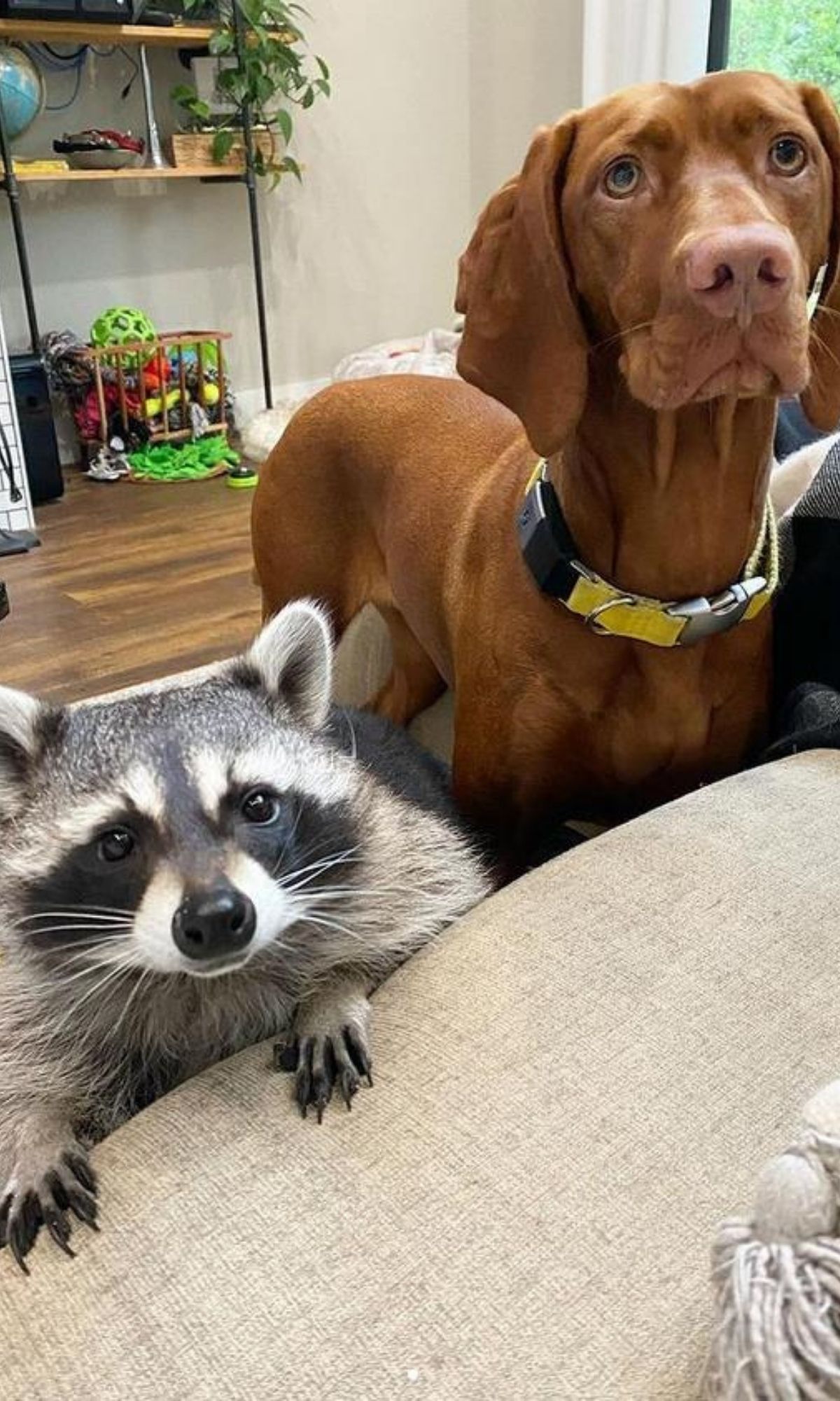 Tierische Buddys: Waschbär June und Hund Waffles sind ein Herz und eine Seele" class="size-full wp-image-1249058