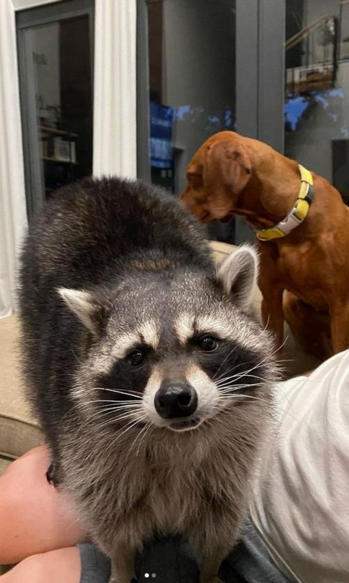 Tierische Buddys: Waschbär June und Hund Waffles sind ein Herz und eine Seele" class="size-full wp-image-1249078
