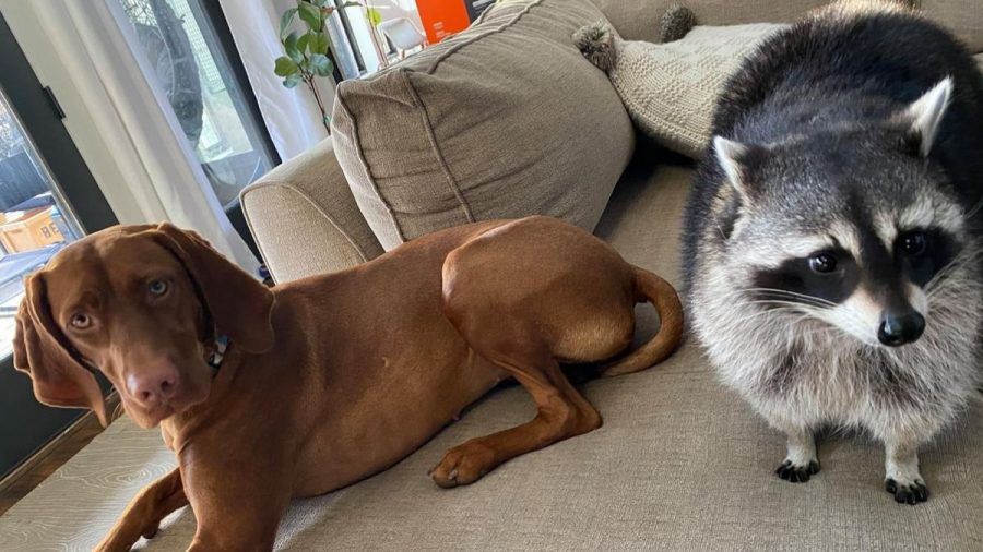 Tierische Buddys: Waschbär June und Hund Waffles sind ein Herz und eine Seele