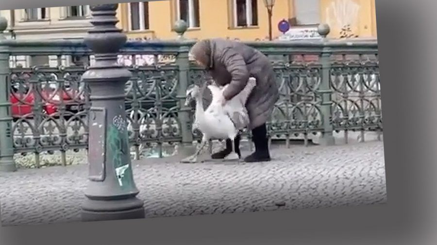 Videohit: 80-jährige Oma schmeißt Schwan in die Spree