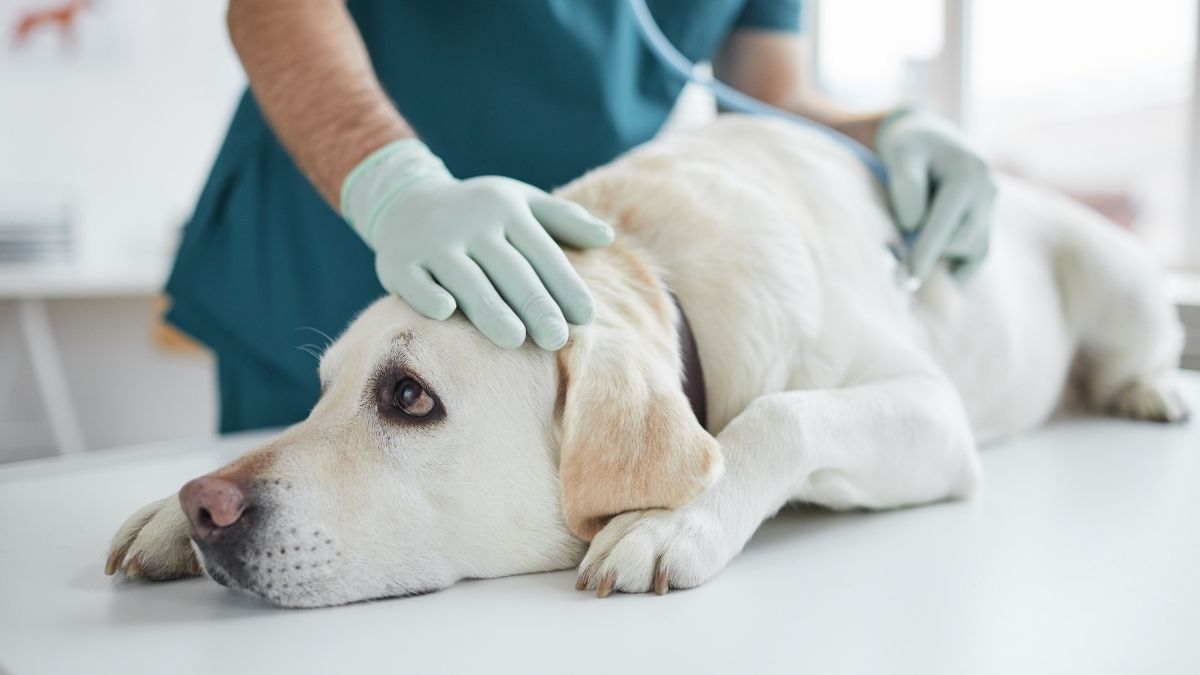 Ein Hund zieht ein
