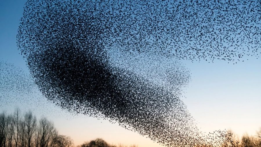 Rätsel um abstürzende Vogelschwarm-Todeswolke noch nicht gelöst