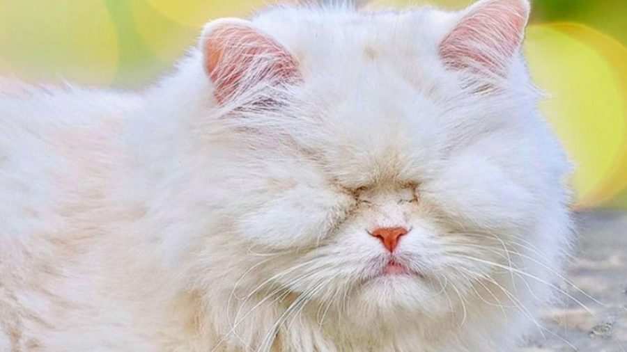Katze ohne Augen wird zum Instagram-Hit