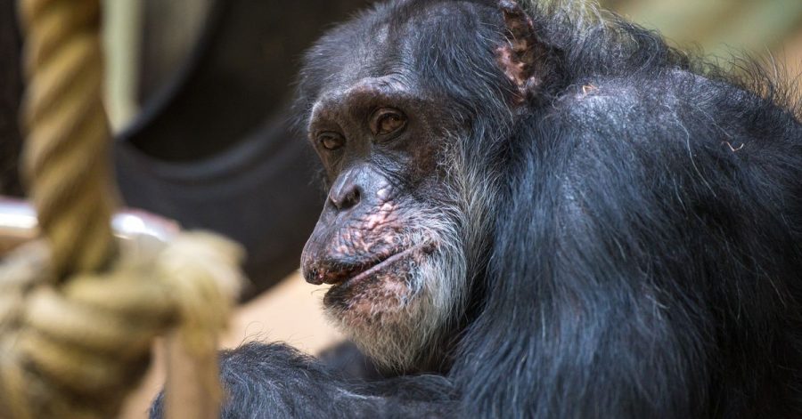 Schimpanse Jonny an seinem 60. Geburtstag im Affenhaus des Saarbrücker Zoos.