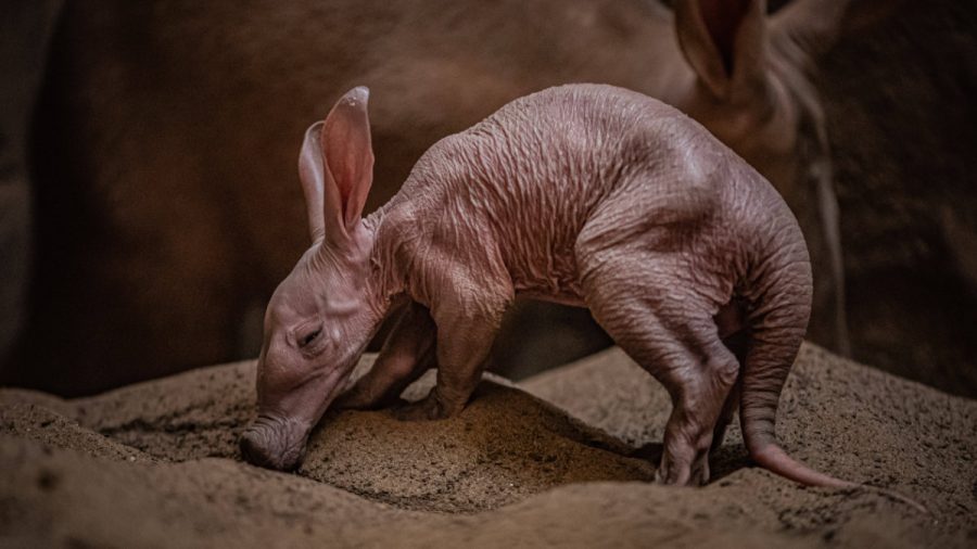 Erdferkel Dobby Harry Potter“