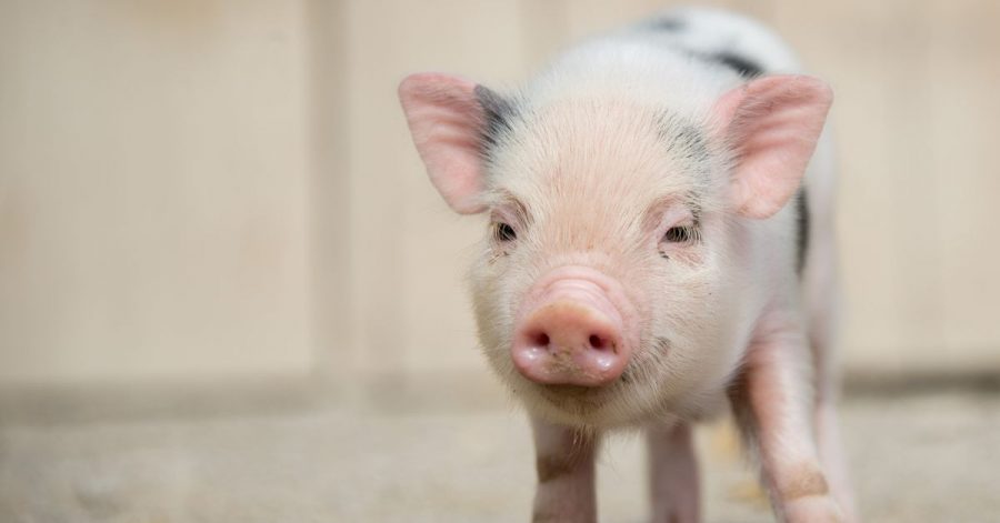 Ein junges Mini-Schwein steht im Zoo Hannover in seinem Gehege.