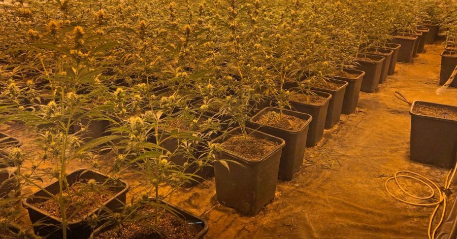 In einem Wohnhaus in Düsseldorf hat die Polizei eine riesige Cannabis-Plantage entdeckt.