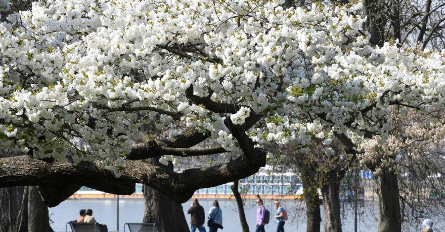 Eine japanische Zierkirsche blüht im Kölner Rheinpark am Rhein. Die Meteorologen sagen bis Montag schönes Wetter mit viel Sonne voraus.