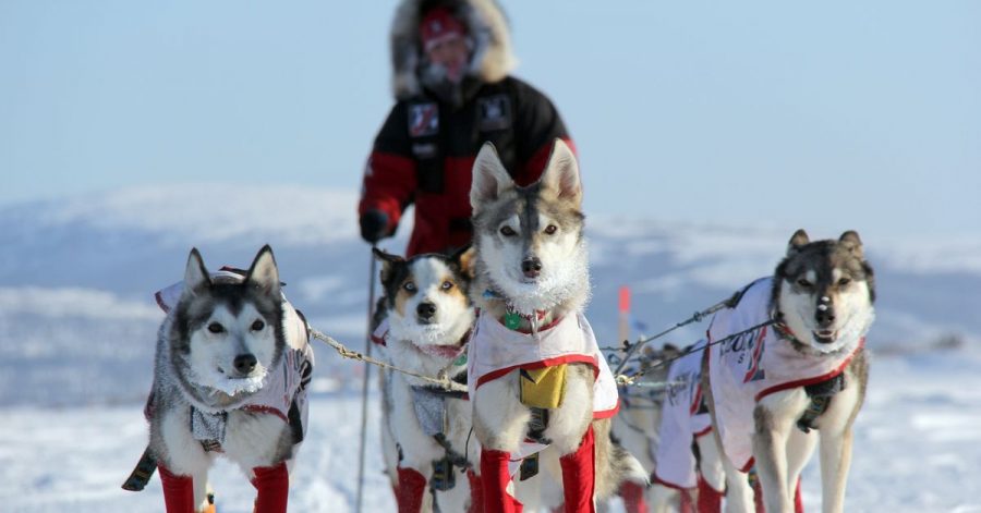 Aliy Zirkle, US-amerikanische Hundemusherin,   mit ihren Hunden auf dem Weg nach Shaktoolik.