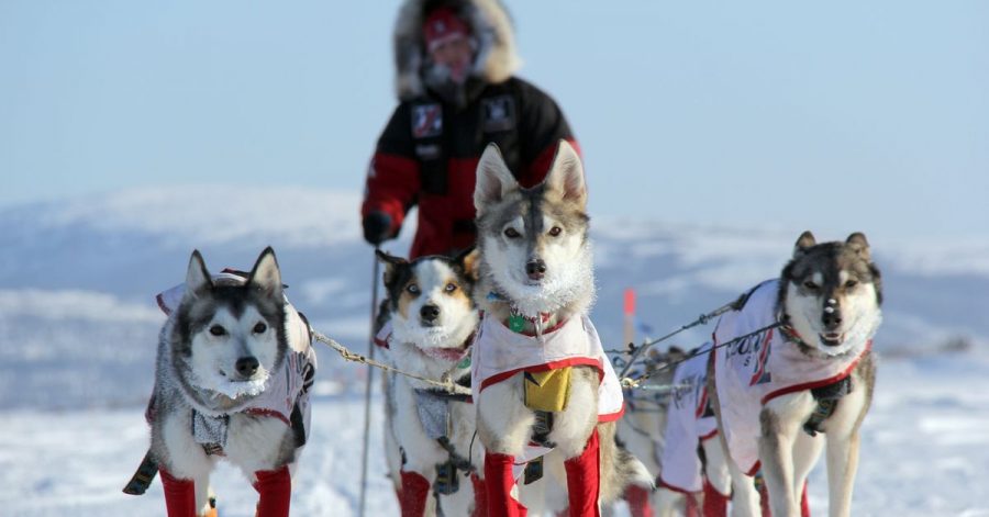Aliy Zirkle, US-amerikanische Hundemusherin, mit ihren Hunden auf dem Weg nach Shaktoolik.