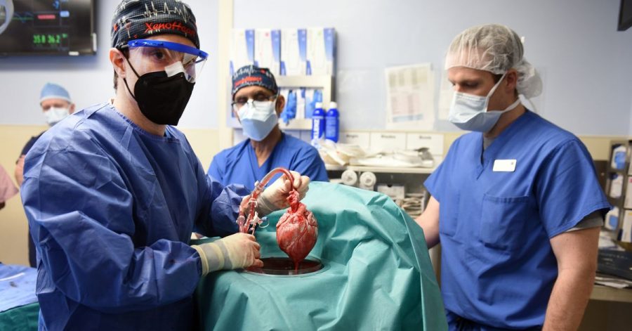 Ärzte operierten an einem Schweineherz, das in einen menschlichen Patienten eingesetzt wurde. Nun ist der Transplantationspatient gestorben.