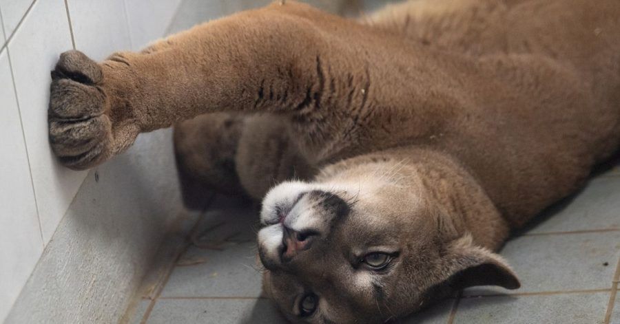 Ein Puma liegt im Exotenhaus der Auffangstation für Reptilien München e.V. in einem Gehege. Den ausgewachsenen Puma hat die Polizei bei der Kontrolle eines Autos in der Oberpfalz entdeckt.