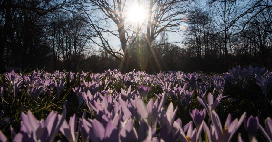 Krokusse blühen auf einer Wiese in Hamburg.