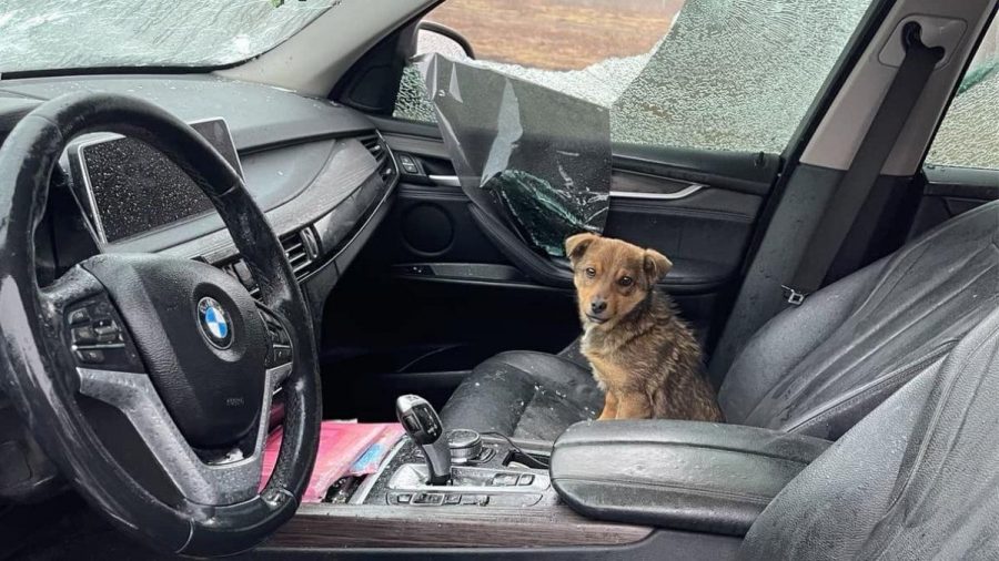 Ein Wunder in Kriegszeiten: ein kleiner Hund überlebt Bombenhagel