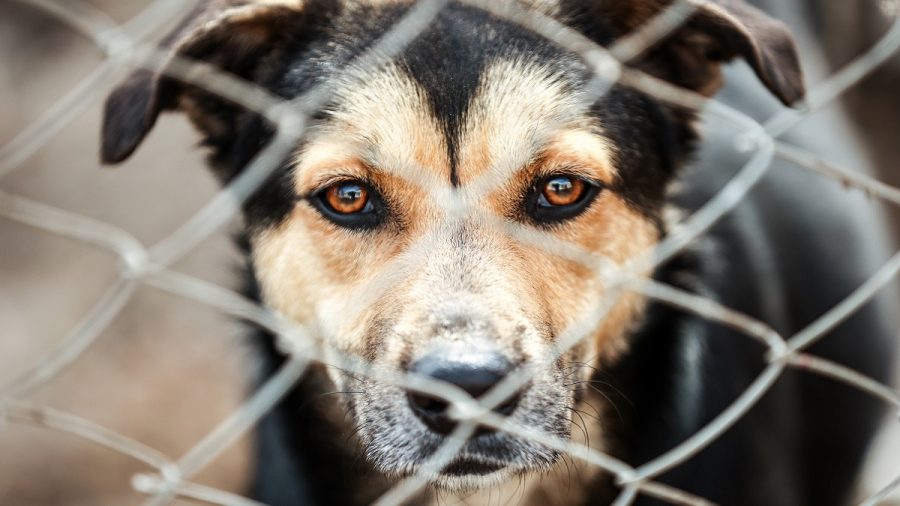 Mann gibt Hund ab, weil er ihn für schwul hält