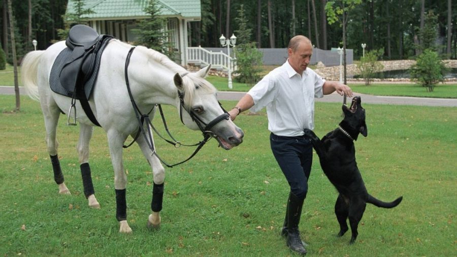 Wladimir Putin mit einem gesattelten Schimmel und einem Hund