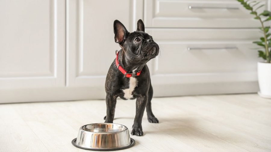 Alfie kriegt sein Essen nicht und wird zur Diva