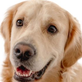 Golden Retriever sorgt für Lacher