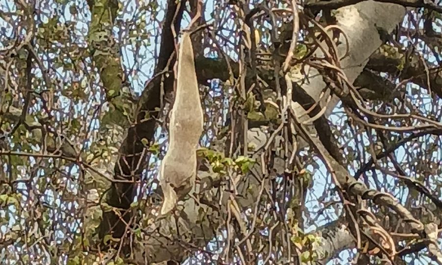 Mysteriöses Tier hängt vom Baum