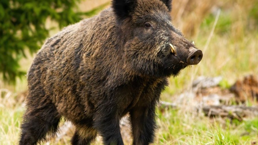 Wildschwein „Putin"