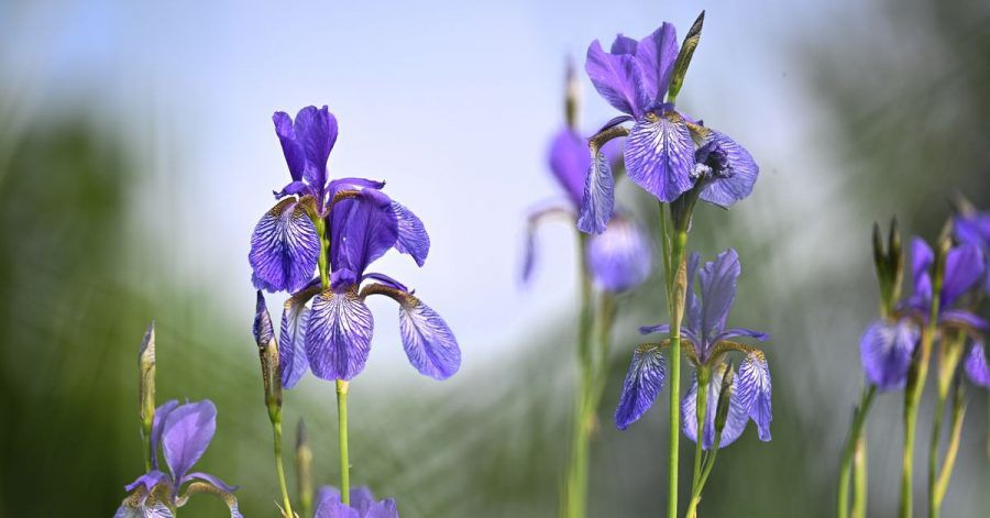 Schwertlilien blühen auf einer Wiese unweit des Bodensees.