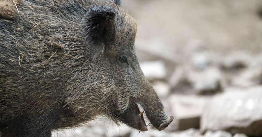 Ein Wildschwein hat sich in Krakau, Polen, verirrt und für Chaos gesorgt.