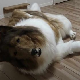 Mann im Kostüm eines Border Collie