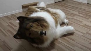 Mann im Kostüm eines Border Collie