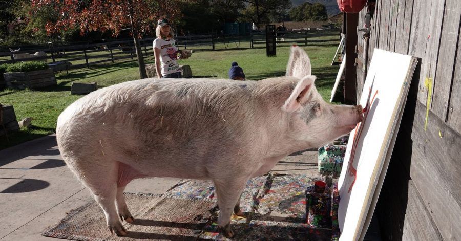 Pigcasso bei der Arbeit.