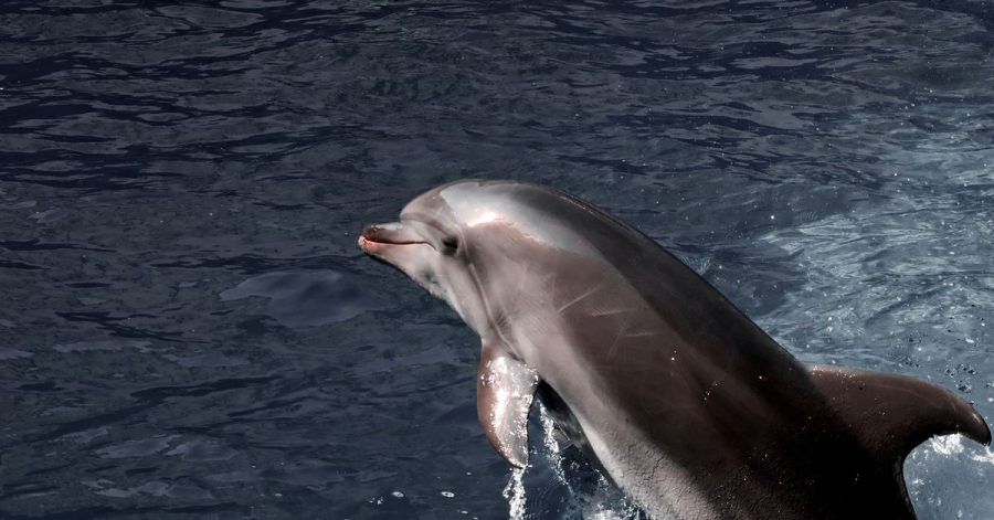 Die Delfine können nicht mehr genug Fische fangen und sind deshalb anfälliger für Infektionskrankheiten.