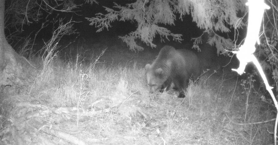 Eine Wildtierkamera hat im Landkreis Garmisch-Partenkirchen einen Braunbären aufgenommen.