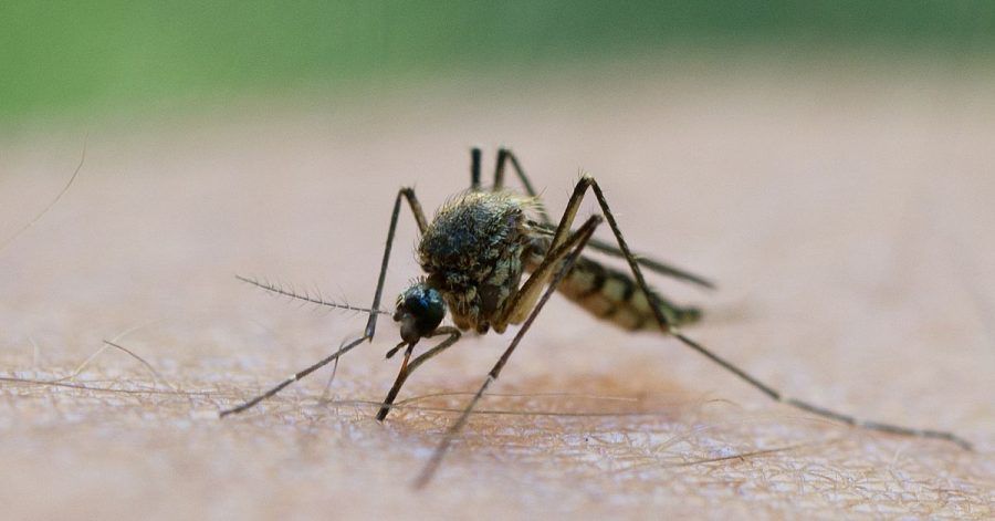 In den vergangenen Wochen war es warm - ein günstiger Umstand für die Entwicklung der neuen Mücken-Population.