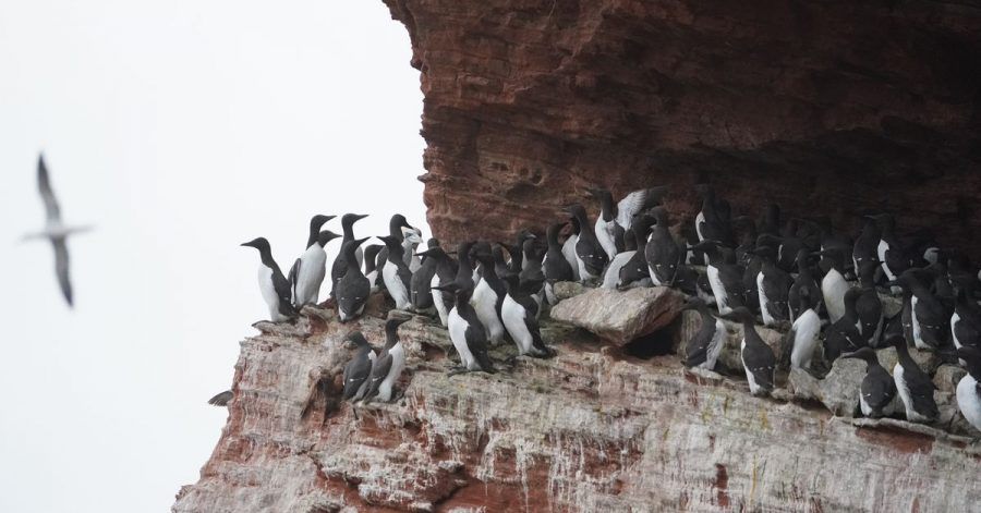 Jedes Jahr Mitte Juni beginnt auf Helgoland der sogenannte Lummensprung.