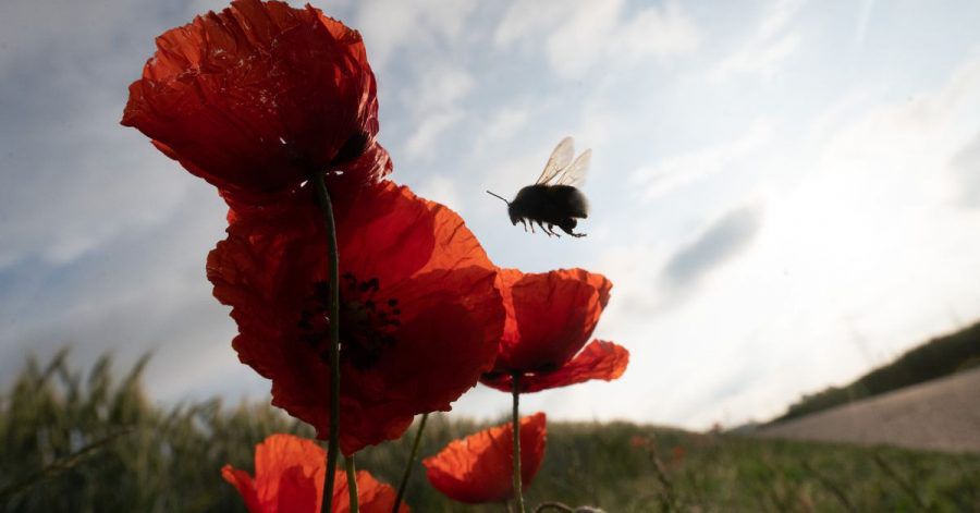 Eine Hummel fliegt Mohnblumen an, die von der Morgensonne beleuchtet werden.